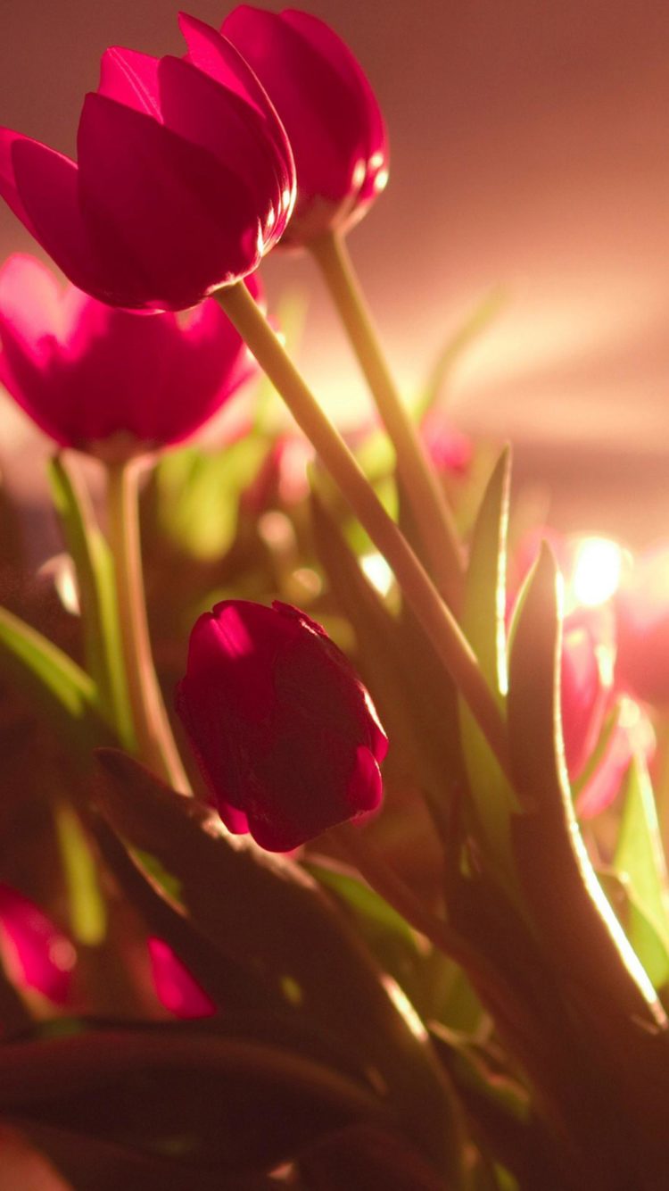 Red Flowers Photo Free Download HD Wallpapers Backgrounds Images